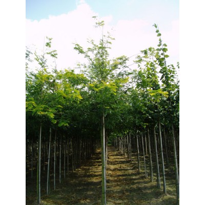 Гледичия трехколючковая купить в Алматы| Саженцы лиственных деревьев питомник PLANTS